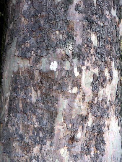 Tree Bark