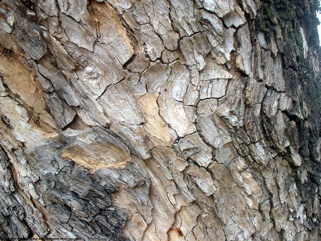 Tree Bark