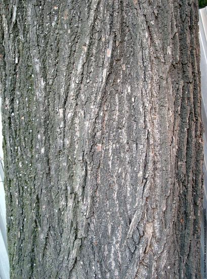 Tree Bark