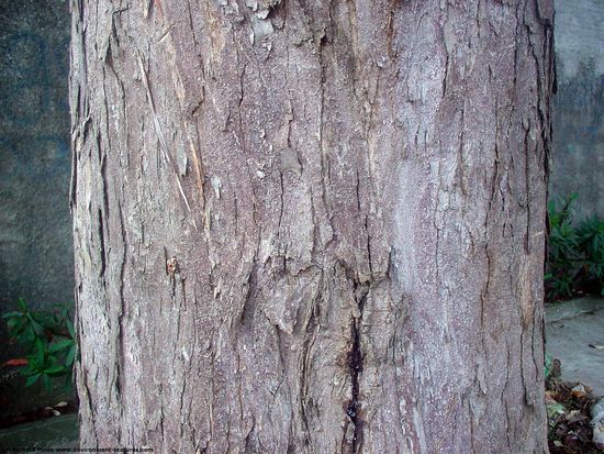 Tree Bark