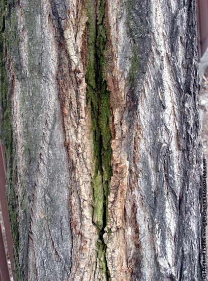 Tree Bark