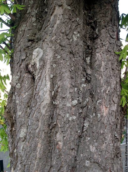 Tree Bark