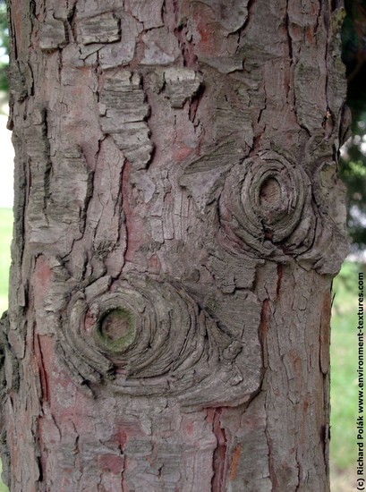 Tree Bark