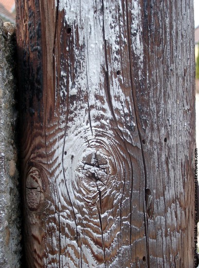 Tree Bark