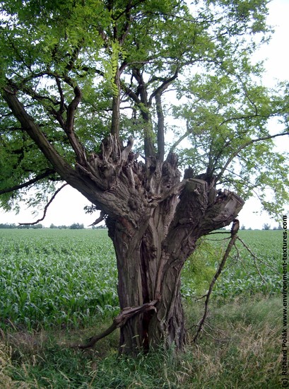 Tree Bark