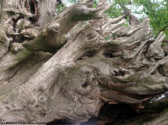 Tree Bark