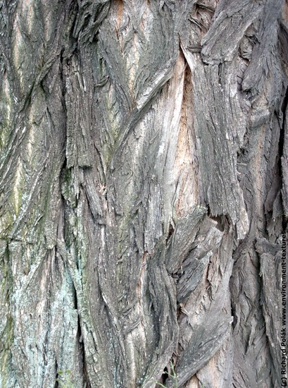 Tree Bark