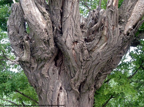 Tree Bark