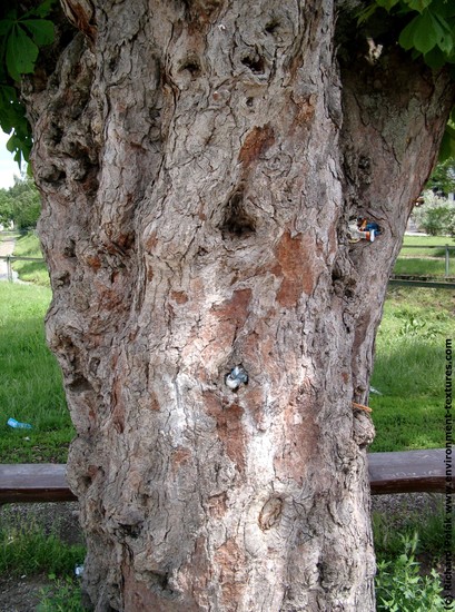 Tree Bark