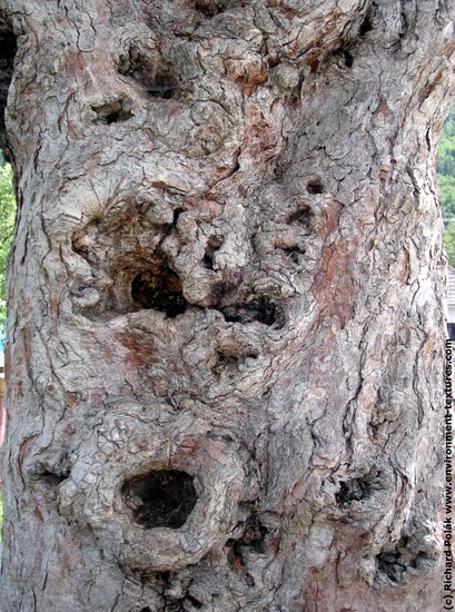 Tree Bark