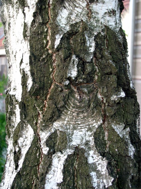 Tree Bark