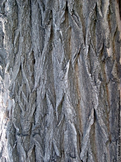 Tree Bark