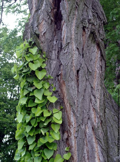 Tree Bark