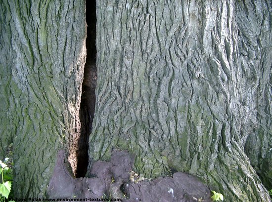 Tree Bark