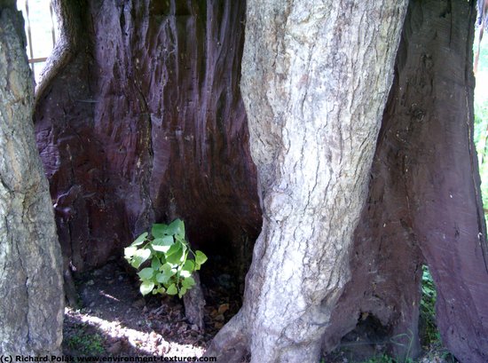 Tree Bark