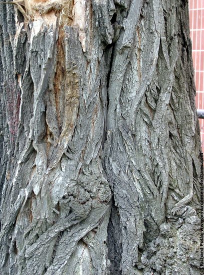 Tree Bark