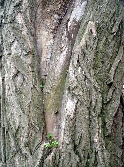 Tree Bark