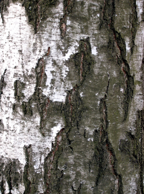 Tree Bark