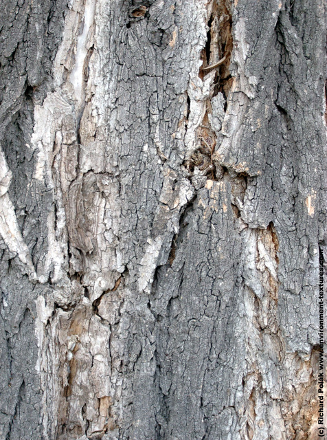 Tree Bark