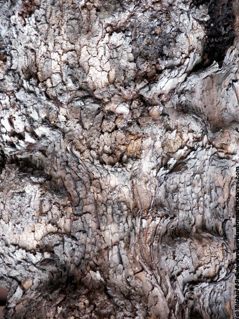 Tree Bark