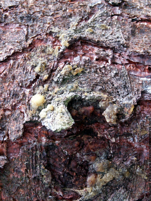 Tree Bark