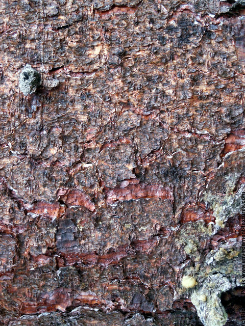 Tree Bark