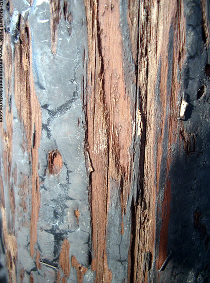 Tree Bark