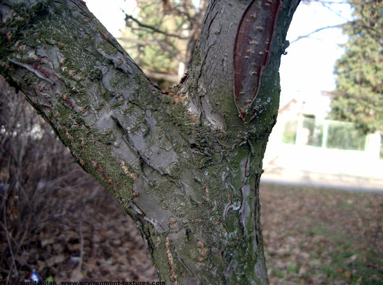 Tree Bark