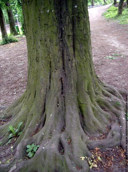 Tree Bark