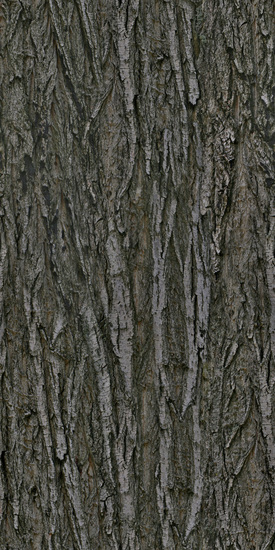 Seamless Tree Bark