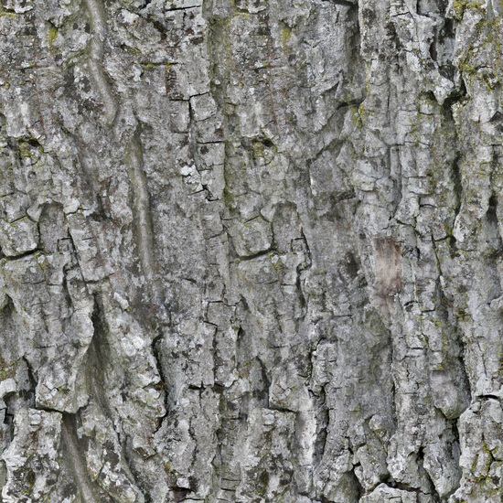 Seamless Tree Bark