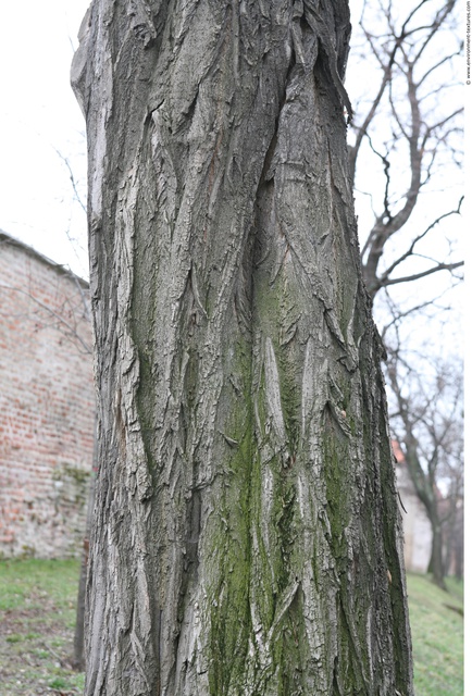 Tree Bark