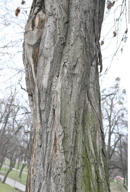 Tree Bark