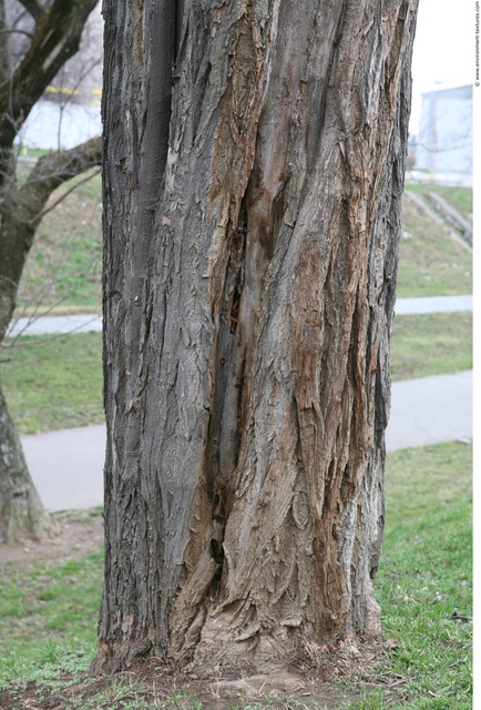 Tree Bark