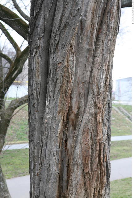 Tree Bark