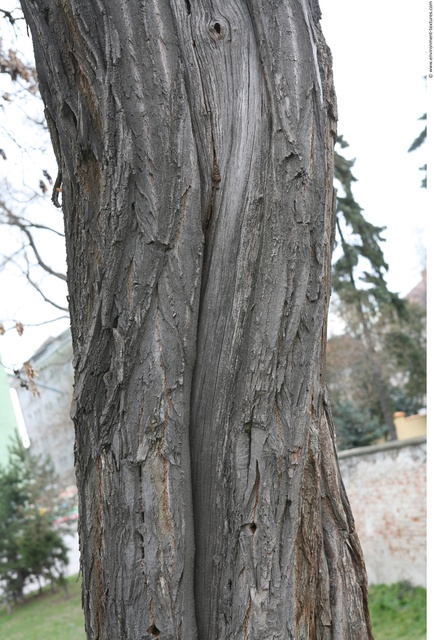 Tree Bark