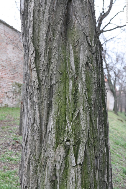 Tree Bark