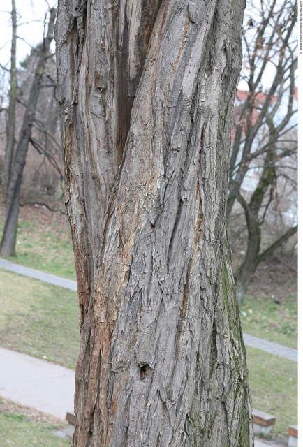 Tree Bark