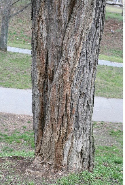 Tree Bark