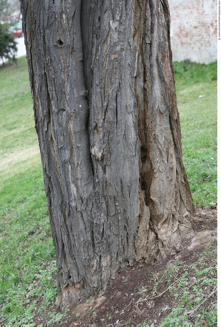 Tree Bark