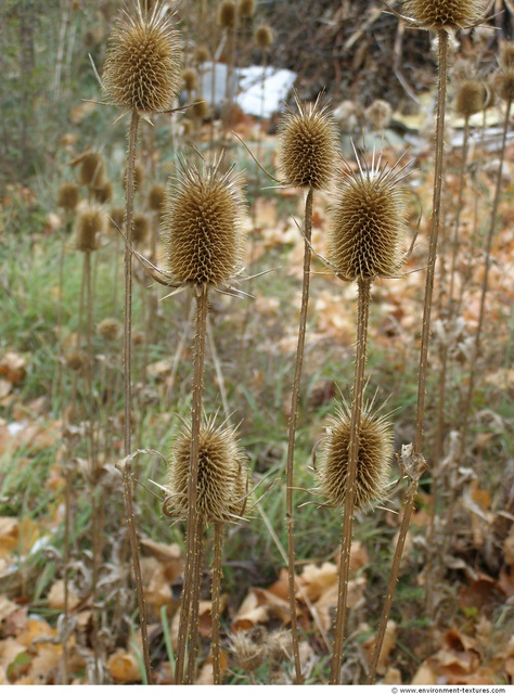 Plant Fields