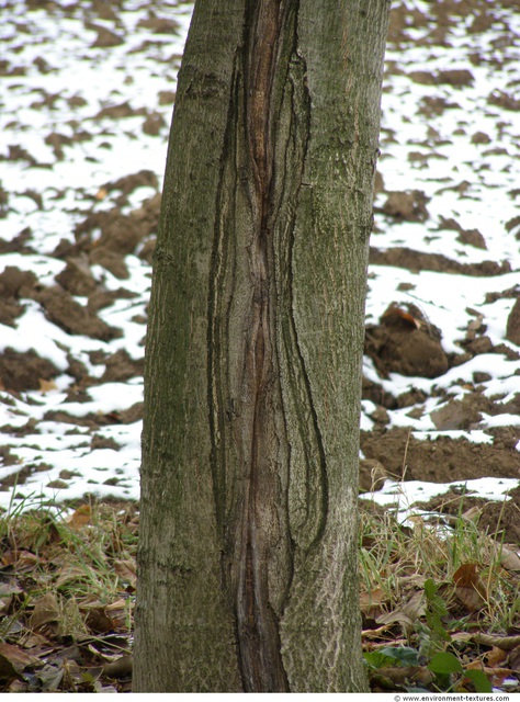 Tree Bark