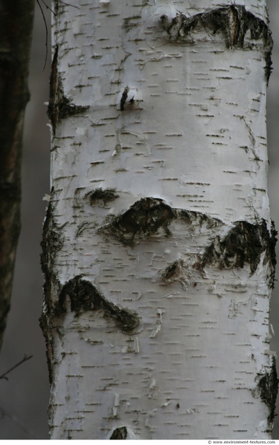 Tree Bark