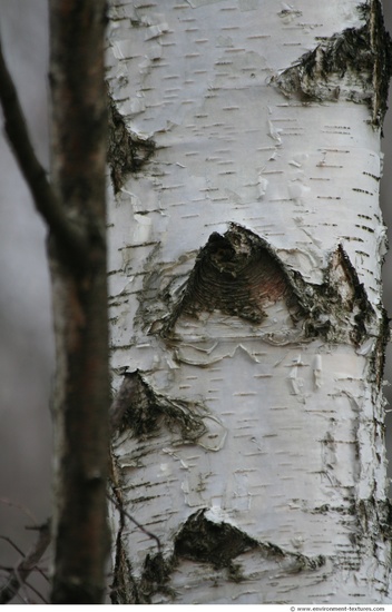 Tree Bark