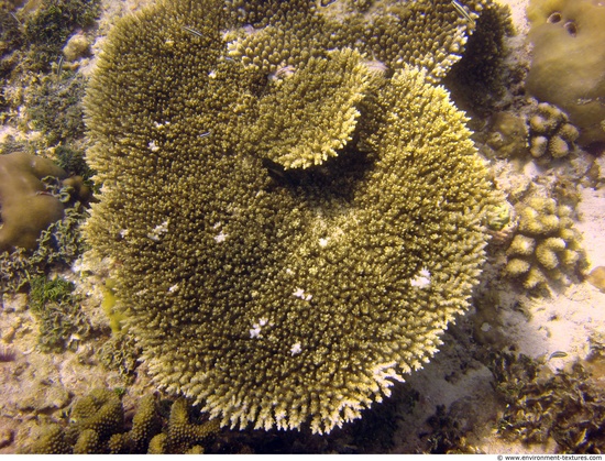 Corals