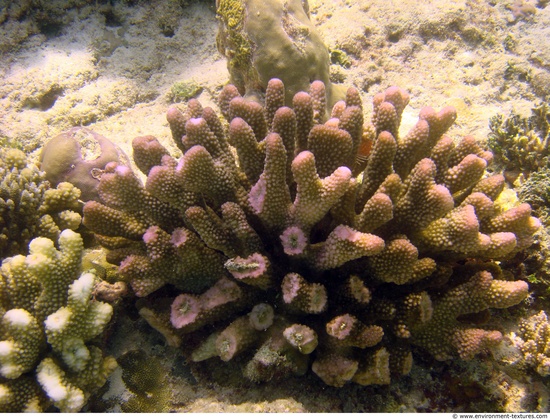 Corals