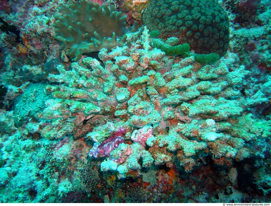 Corals