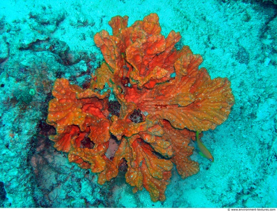 Corals