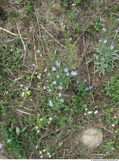 Groundplants