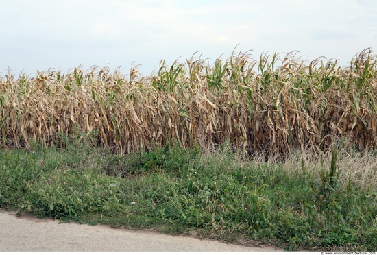 Plant Fields